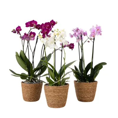 Orhideja - x3 - Phalaenopsis Multiflora v košari - Višina 35-45cm - ⌀12cm