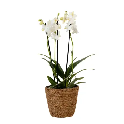 Metuljasta orhideja - Phalaenopsis Multiflora s košaro - Višina 35-45cm - ⌀12cm