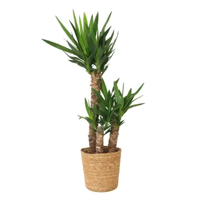 Prstasta juka - Yucca elephantipes - Višina 70-80cm - ⌀21cm