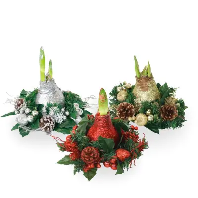 Amarilis - Hippeastrum 'Božični Venec Mešanica'