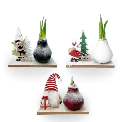 Amarilis - Set 3 - Hippeastrum 'Zimska Dežela Čudežev Mešanica'