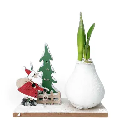 Amarilis - Hippeastrum 'Zimska Dežela Čudežev Božiček'