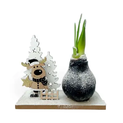 Amarilis - Hippeastrum 'Zimska Dežela Čudežev Jelen'