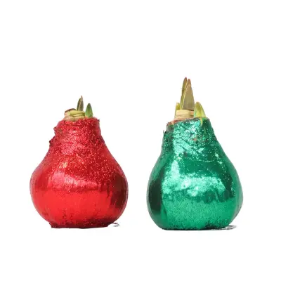 Amarilis - Hippeastrum 'Bleščeči Duo' - Rdeč in Zelen