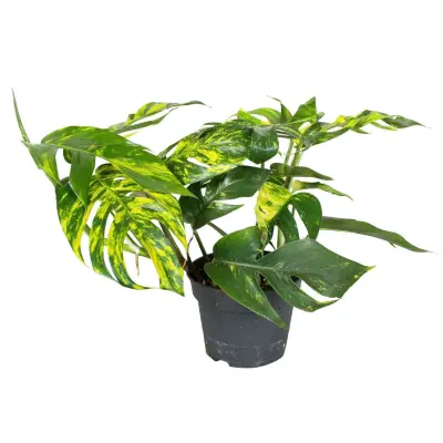 Epipremnum 'Goldfinger' - Epipremnum pinnatum - Višina 25-35cm - ø17cm