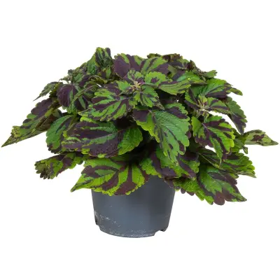Koleus - Coleus Tiger - Višina 25-35cm - ø17cm