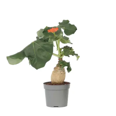 Jatropa - Jatropha podagrica - Višina 25-45cm - ⌀13cm