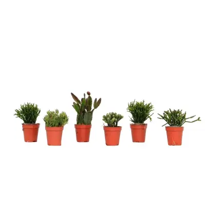 Mešanica koralnega kaktusa - Rhipsalis - Set 6 - Višina 8-12 cm - Lonec 5.5 cm
