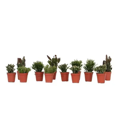 Mešanica koralnega kaktusa - Rhipsalis - Set 12 - Višina 8-12 cm - Lonec 5.5 cm