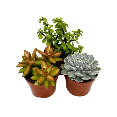 Sukulentna mešanica - 3 kos - Succulent Mix - Višina 15-20cm - ⌀10,5cm
