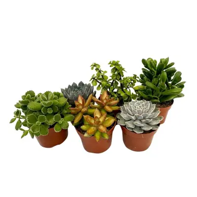 Sukulentna mešanica - 6 kos - Succulent Mix - Višina 15-20cm - ⌀10,5cm