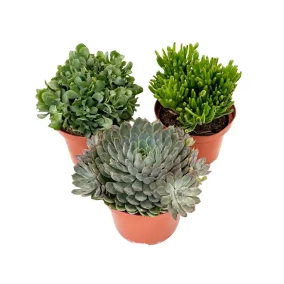 Sukulentna mešanica - 3 kos - Succulent Mix - Višina 30-35cm - ⌀17cm