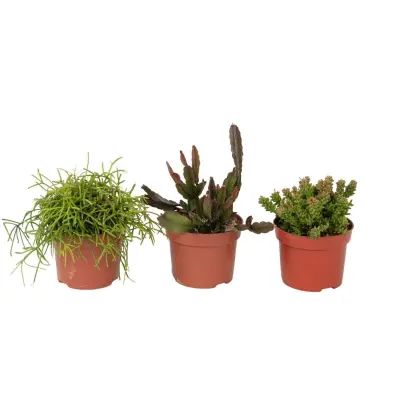 Mešanica koralnega kaktusa - Rhipsalis - Set 3 - Višina 15-20 cm - Lonec 12 cm