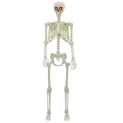 vidaXL Halloween skelet Bela 155 x 38.5 cm Plastika