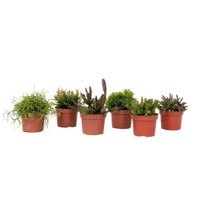 Mešanica koralnega kaktusa - Rhipsalis - Set 6 - Višina 15-20 cm - Lonec 12 cm