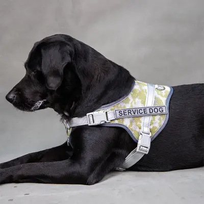 Pasja oprsnica: Udobna in odsevna Green L