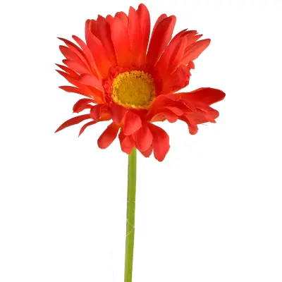 Umetna roža plastika Viridis Gerbera 67cm zelena 1kos