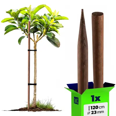 Impregniran lesen kol za podporo dreves 120 cm premera 23 mm