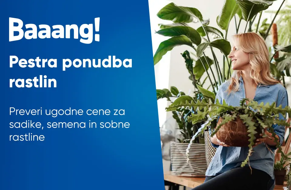 Pestra ponudba rastlin
