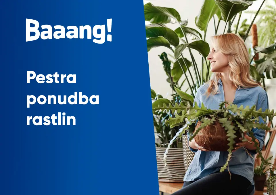 Pestra ponudba rastlin